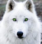 WhItEWoLF